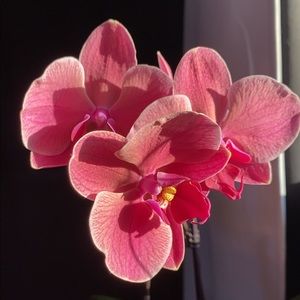 Meet your Posher, Mariah